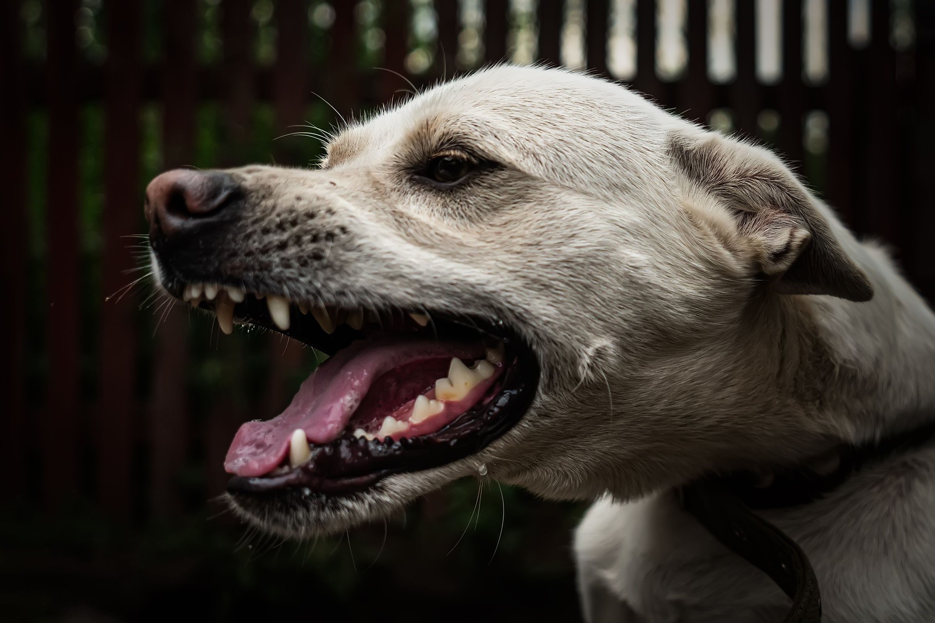 Pre-exposure rabies vaccine offered at Chartwell Pharmacy to protect against animal-borne infections abroad.